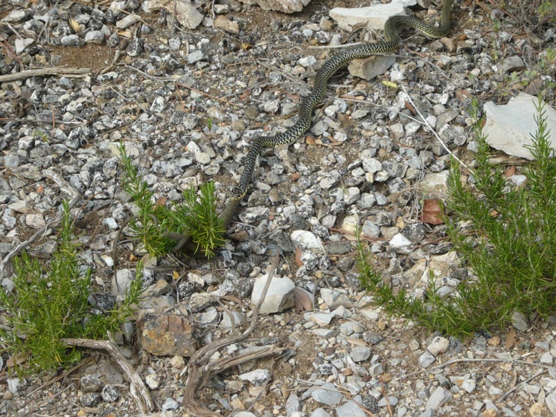 Cannibalismo nella specie Hierophis viridiflavus